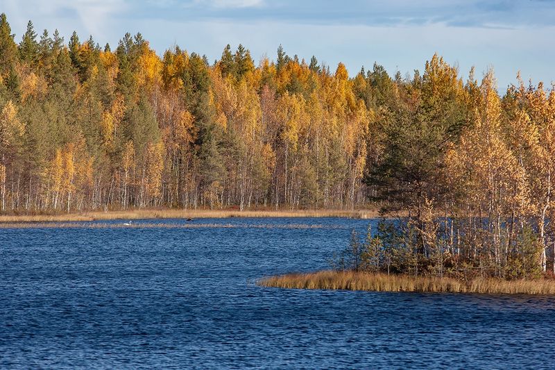 Беломорском районе карелии. Беломорский район. Беломорская Карелия. Природа Беломорского района Республики Карелия. Сегежа (река, впадает в Выгозеро).